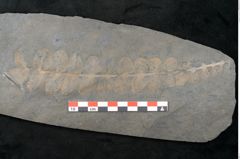 Foto (Detailansicht) von Plantae indet.  (NHMW-GEO-2024-0188-11200)